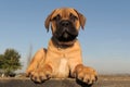 Puppy Bull Mastiff Royalty Free Stock Photo