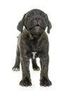 Puppy bull mastiff barking Royalty Free Stock Photo