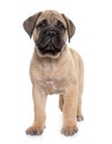 puppy bull mastiff Royalty Free Stock Photo
