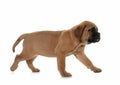 puppy bull mastiff Royalty Free Stock Photo