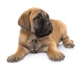 puppy bull mastiff Royalty Free Stock Photo