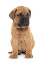 puppy bull mastiff Royalty Free Stock Photo