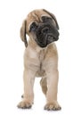 Puppy bull mastiff Royalty Free Stock Photo