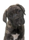 Puppy bull mastiff Royalty Free Stock Photo
