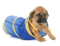 Puppy bull mastiff in tunnel Royalty Free Stock Photo