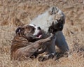 Puppy Bulldog and puppy Eurasier play on the beach Royalty Free Stock Photo