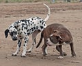 Puppy Bulldog playing with a puppy Dalmatian