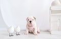 Puppy of a bulldog and two little birdies. Royalty Free Stock Photo