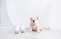 The puppy of a bulldog and two little birdies sit on a floor in the white room Royalty Free Stock Photo