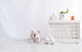 Puppy of a bulldog and two little white birdies. Royalty Free Stock Photo