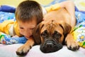 Puppy bullmastiff with boy