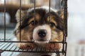 Puppy in cage dog with sadness Royalty Free Stock Photo