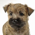 Puppy cairn terrier portrait in studio Royalty Free Stock Photo