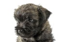 Puppy cairn terrier portrait in studio Royalty Free Stock Photo