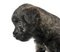 Puppy cairn terrier portrait in a white studio Royalty Free Stock Photo