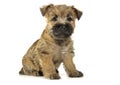 Puppy cairn terrier sitting on the floor Royalty Free Stock Photo