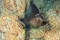 Puppy california sea lion playful underwater coming to you close up
