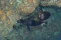 puppy california sea lion playful underwater coming to you close up