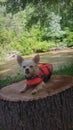 Puppy camping lifevest stump Royalty Free Stock Photo