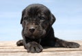 Puppy cane corso Royalty Free Stock Photo