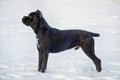 Puppy Cane Corso black color on the background of nature