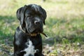 Puppy Cane Corso black color on the background of nature