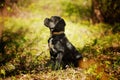 Puppy Cane Corso black color on the background of nature