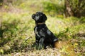 Puppy Cane Corso black color on the background of nature