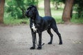 Puppy Cane Corso black color on the background of nature