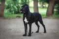 Puppy Cane Corso black color on the background of nature