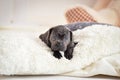 Puppy Cane Corso lies on a bed Royalty Free Stock Photo