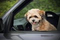 Puppy in a car window. Royalty Free Stock Photo