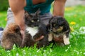 Puppy and cat of black color in the hands of a Caucasian young man outdoors. Close up from low angle view Royalty Free Stock Photo