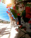 Puppy cat on flowered balcony apartment