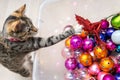 Puppy cat playing with christmas decorations Royalty Free Stock Photo