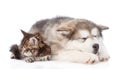 Puppy and cat sleeping together. isolated on white background Royalty Free Stock Photo