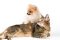 Puppy and cat in studio Royalty Free Stock Photo