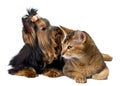 Puppy and cat in studio Royalty Free Stock Photo