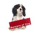 Puppy cavalier king charles Royalty Free Stock Photo