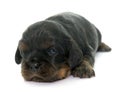 Puppy cavalier king charles Royalty Free Stock Photo