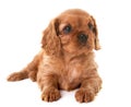 Puppy cavalier king charles Royalty Free Stock Photo