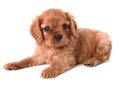 Puppy cavalier king charles Royalty Free Stock Photo