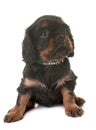 Puppy cavalier king charles Royalty Free Stock Photo