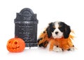 Puppy cavalier king charles Royalty Free Stock Photo