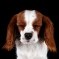 Puppy Cavalier King Charles Spaniel Royalty Free Stock Photo