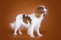 Puppy Cavalier King Charles Spaniel isolated on brown background Royalty Free Stock Photo