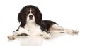 Puppy Cavalier King Charles Spaniel