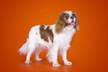 Puppy Cavalier King Charles Spaniel on orange isolated background Royalty Free Stock Photo
