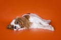 Puppy Cavalier King Charles Spaniel on orange isolated background Royalty Free Stock Photo