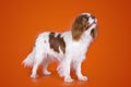 Puppy Cavalier King Charles Spaniel on orange isolated background Royalty Free Stock Photo